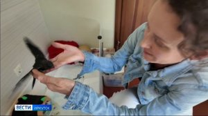 Выращивают и отпускают в небо. Четыре единомышленницы из Иркутска и Шелехова объединились, чтобы спа
