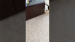 играю в пол это Лава