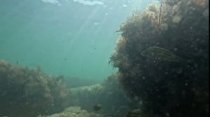 Подводный мир Дюрсо, ландшафты, съёмки под водой