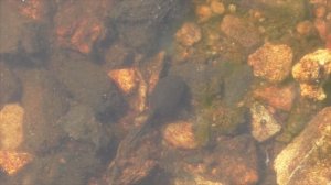 Водяной скорпион и головастики. Обитатели ручья.