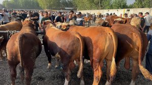 11 августа 2026 г АНДИЖОН ШАХРИХОН ЧУЖА МОЛ БОЗОРИ НОВВОСЛАР НАРХЛАРИ ANDIJON SHAXRIHON MOL BOZORI
