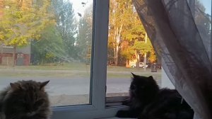 13.08.26. В городе полегче. Колыбельная для Мышки. Ну и страшная игрушка!