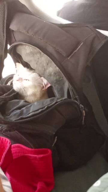 Котенок