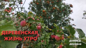 Домик в деревне Моим уткам 100 дней а яблоки стали ещё больше Утренний обзор участка в деревне