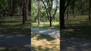 Балконные жители на новом месте