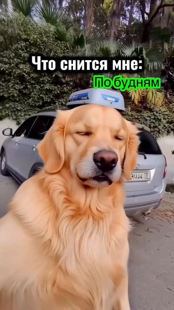 Подпишись ! Если понравилось это видео 
