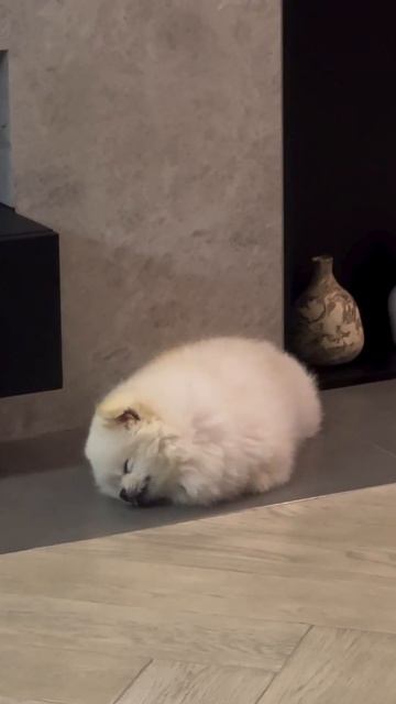 Котлетки снятся