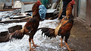 Dakan xo‘roz | дакан хуроз#myfarm#dakan#дакан#tovuqboqish
