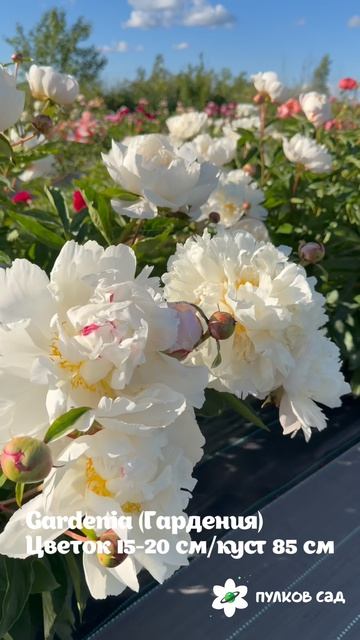 Gardenia Peony. Гардения пион. Пулков сад
