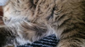 КОШЕЧКА ТАРА🤗🥰💕💋