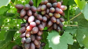 К-Ш ВИЗА!!! 🍇🍇🍇 НОВИНКА ОТ КАЛУГИНА!!! Telegram, WhatsApp, Vlber и MAX +79528500417.