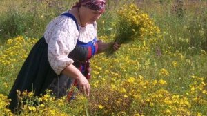 МАРФА УЧИЛА  СОБИРАТЬ ТРАВЫ НА КУПАЛЬЕ.