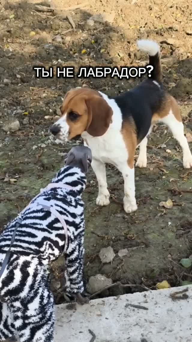 ТЫ НЕ ЛАБРАДОР?