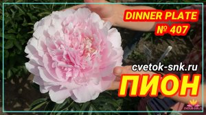 ПИОН «DINNER PLATE»/Сад Ворошиловой