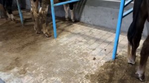 БУНИ БИЛМАСДАН ОЛДИН МОЛХОНА КУРМАНГ! Доктор хаммасини айтди😳 #молхона #куриш #2025