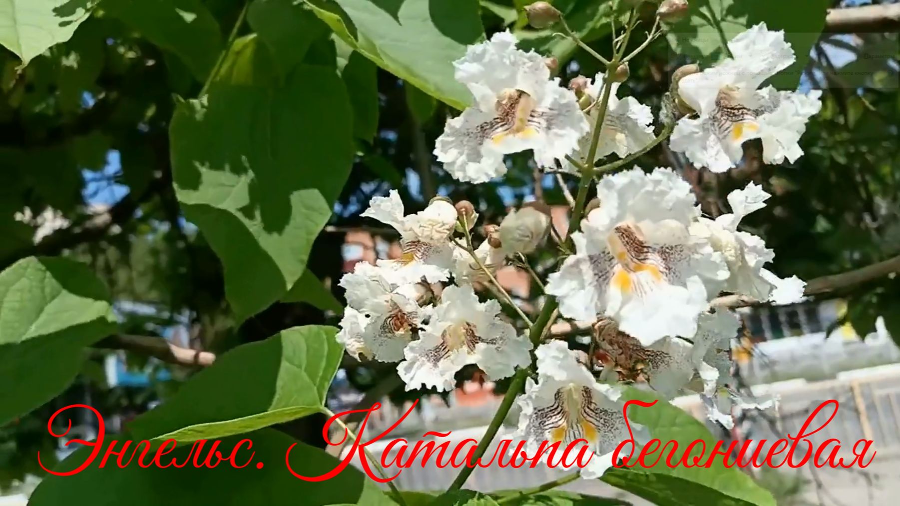Энгельс. Цветение Катальпы 1.