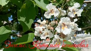 Энгельс. Цветение Катальпы 1.