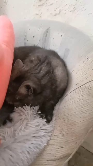 Приколы животные