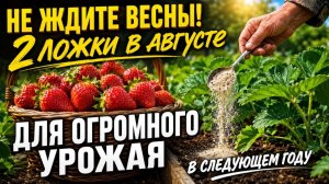 ВСЕГО 2 ЛОЖКИ В АВГУСТЕ И КЛУБНИКА ЗАВАЛИТ ЯГОДАМИ В СЛЕДУЮЩЕМ ГОДУ