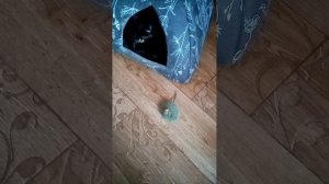 Кошка Буська в домике и мышка игрушка.