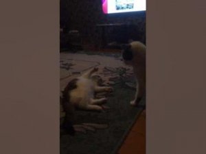 Вот он и сарпей