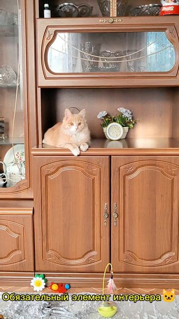 Обязательный элемент интерьера 🐱