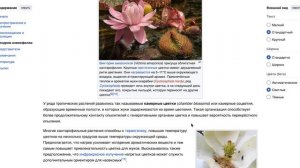 Кантарофилия