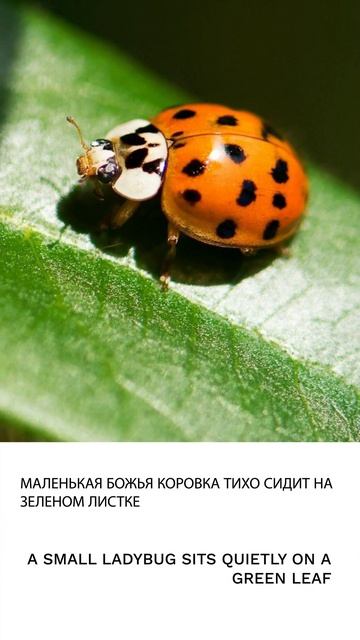 Божья коровка