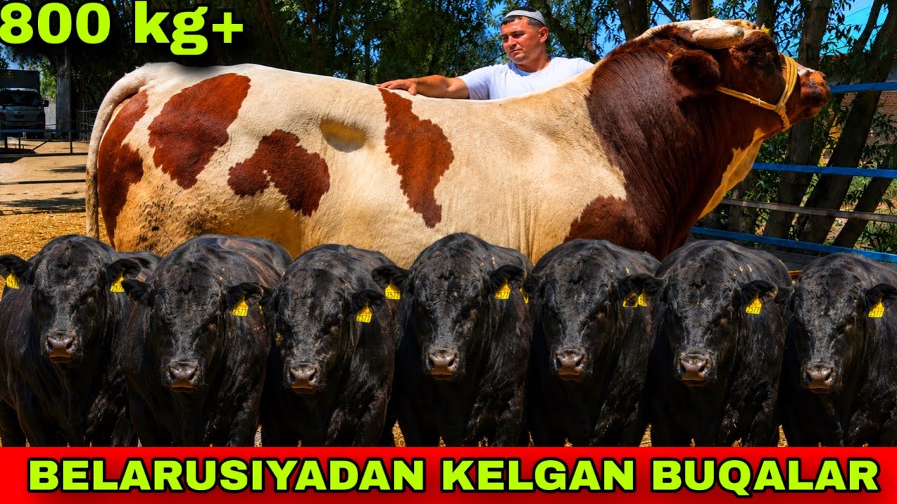 BELARUSIYADAN KELGAN ANGUS BUQALAR SEMENTAL BUQA✅✅✅6 июня 2026 г.