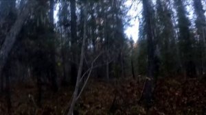 ОХОТА НА МЕДВЕДЯ В ОДИНОЧКУ С ДВУХСТВОЛКОЙ.