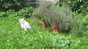 Боня и Буся. Two white cats in August