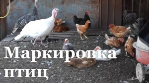 В ЛНР владельцам домашних птиц необходимо до 1 сентября провести маркировку