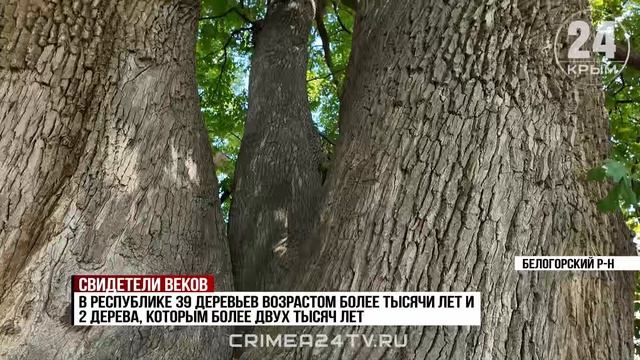 Природные символы полуострова: как сохраняют многовековые растения в Крыму