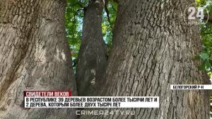 Природные символы полуострова: как сохраняют многовековые растения в Крыму