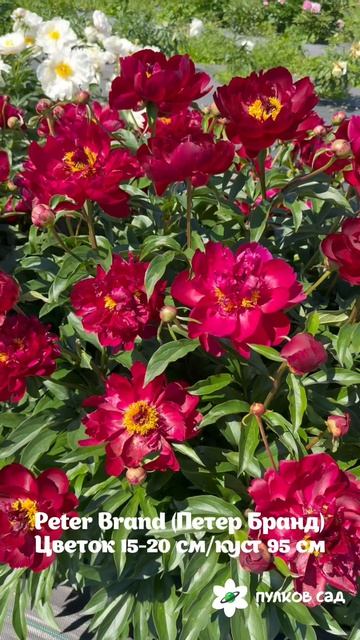 Peter Brand Peony. Питер Бранд пион. Пулков сад