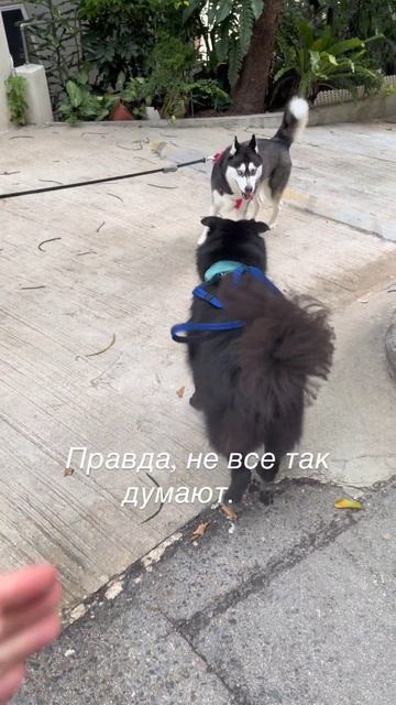 Обниматься любят все... ну или почти все… 🐾🐾.
