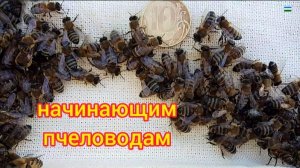 Начинающим пчеловодам
