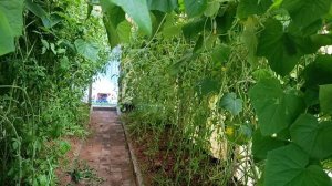 спасаем урожай