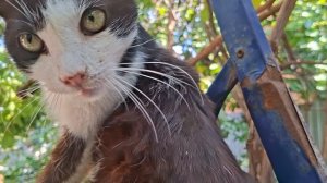 Мой Афонечка котик маленький.