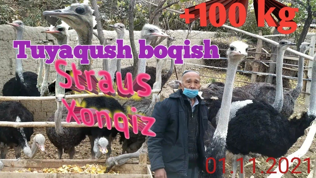 Xonqiz Qishlog'ida TUYAQUSH Boqish Biznesi Parrandachilik Strauße Страусы النعام Ostriches ダチョウ