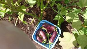 Баклажаны мне надоели.Убираю.