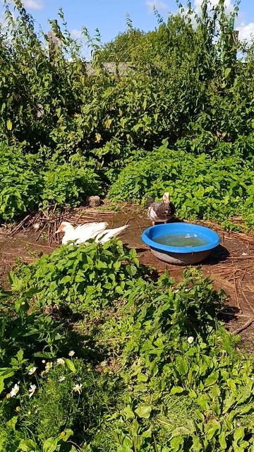 Утка 🦆 принимает ванну. Гуси 🪿 на прогулке
