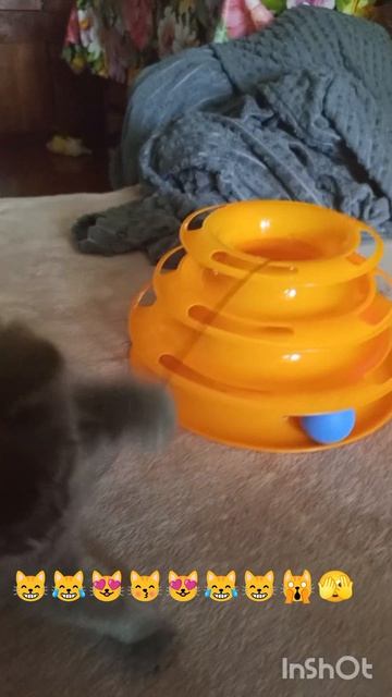 классная игрушка на вб для котиков😻😽😹😸🙀👍👍👍