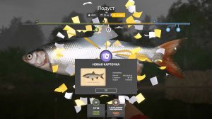 Подуст, трофей с карточкой, на реке Вьюнок, игра Русская Рыбалка 4