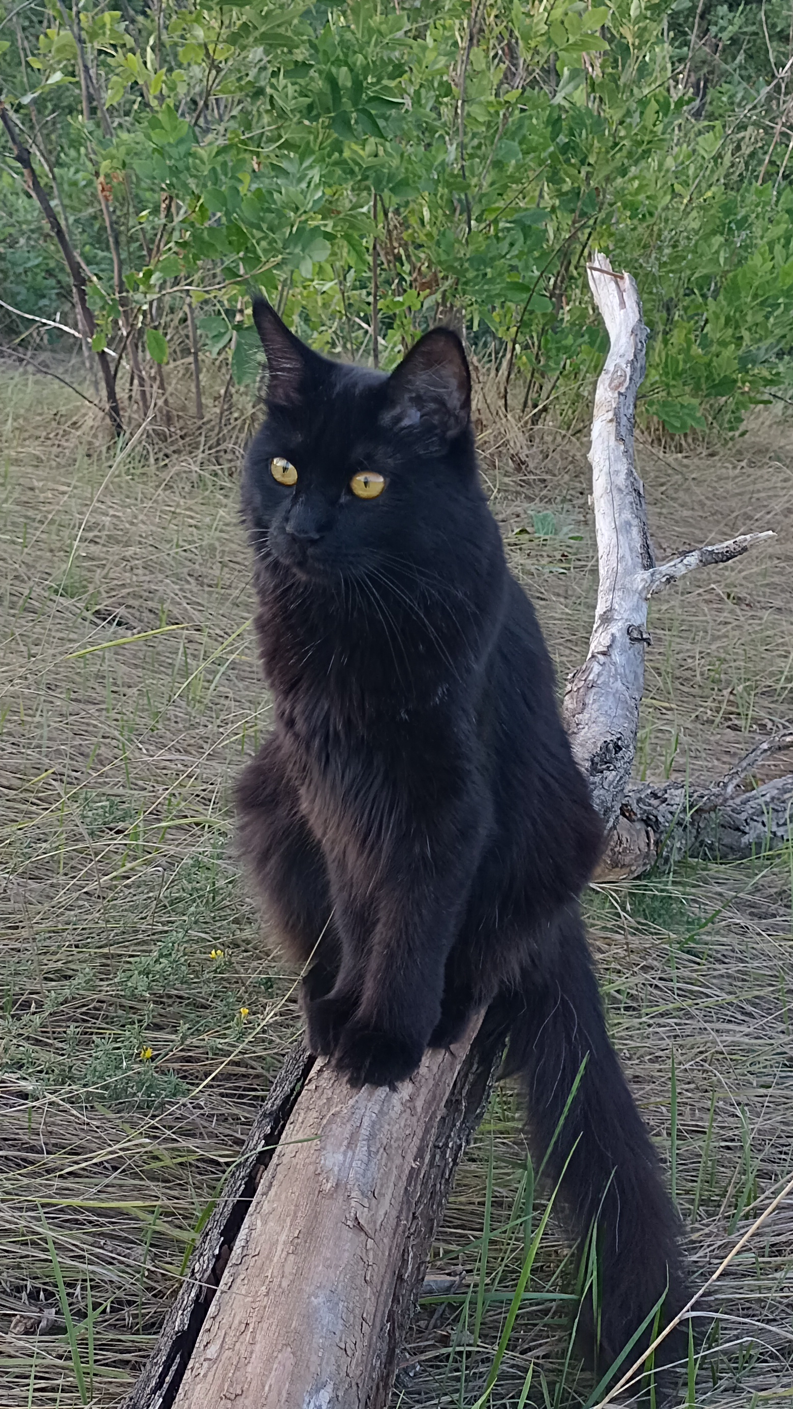 Петрович забыл поводок🐈⬛😸🙀