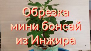 Обрезка мини бонсай из Инжира