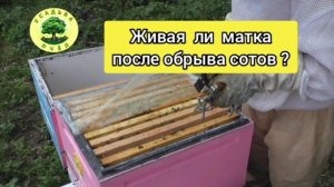 Живая ли матка после обрыва сотов?