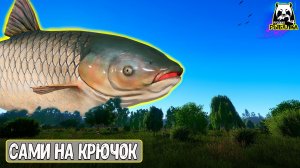 Им всё равно на погоду и они сами идут на крючок #рр4