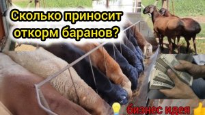 50 баранов на откорм — сколько реально можно заработать?