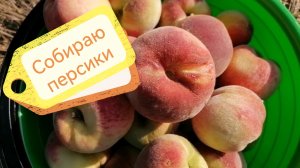 Собираю персики 13-08-2026